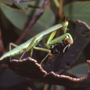 Orthodera ministralis at Macgregor, ACT - 26 Dec 1978