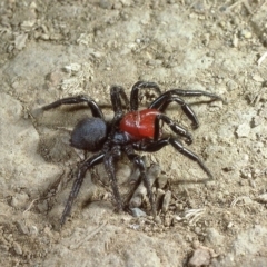 Missulena occatoria (Red-headed Mouse Spider) at Amaroo, ACT - 28 Apr 1980 by wombey