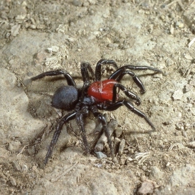 Missulena occatoria (Red-headed Mouse Spider) at Amaroo, ACT - 27 Apr 1980 by wombey