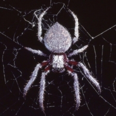 Hortophora sp. (genus) (Garden orb weaver) at Macgregor, ACT - 29 Jan 1979 by wombey