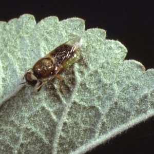 Odontomyia decipiens at Macgregor, ACT - 22 Dec 1978