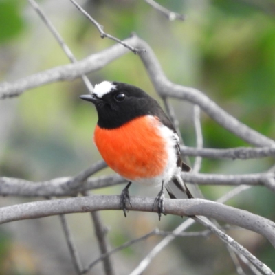 Petroica boodang (Scarlet Robin) at Denman Prospect, ACT - 25 May 2020 by MatthewFrawley