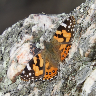 Vanessa kershawi (Australian Painted Lady) at Stromlo, ACT - 25 May 2020 by MatthewFrawley