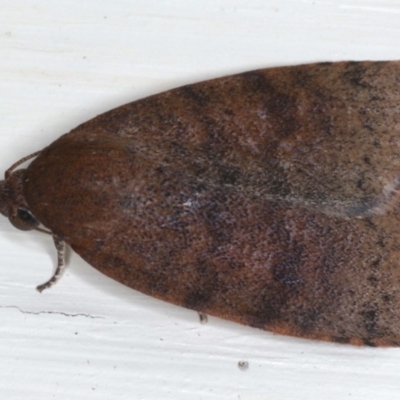 Austrocarea iocephala (Broad-headed Moth) at Ainslie, ACT - 18 May 2020 by jbromilow50