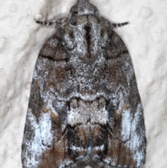 Nanaguna clopaea (a Sarrothripinae moth) at Ainslie, ACT - 18 May 2020 by jbromilow50