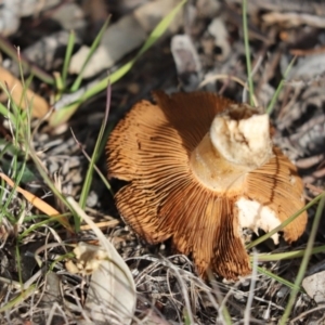 Cortinarius sp. at Cook, ACT - 25 May 2020