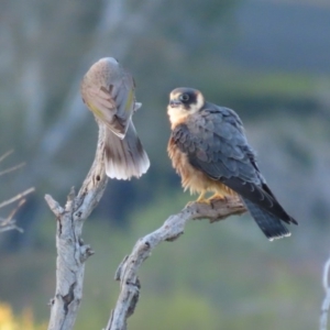 Falco longipennis at Garran, ACT - 14 May 2020