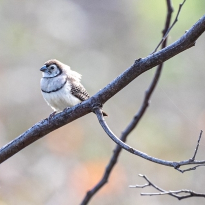 Stizoptera bichenovii (Double-barred Finch) at Stromlo, ACT - 26 May 2020 by JohnHurrell