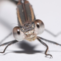 Austrolestes aridus (Inland Ringtail) at Evatt, ACT - 19 May 2020 by TimL