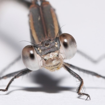 Austrolestes aridus (Inland Ringtail) at Evatt, ACT - 18 May 2020 by TimL