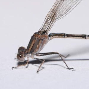 Austrolestes aridus at Evatt, ACT - suppressed