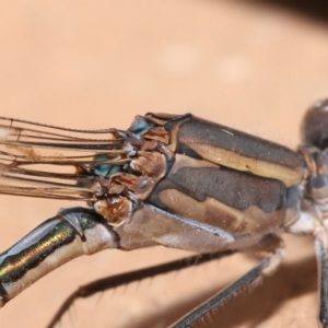 Austrolestes aridus at Evatt, ACT - 19 May 2020