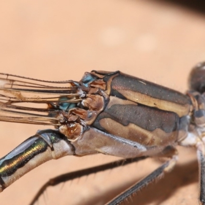 Austrolestes aridus (Inland Ringtail) at Evatt, ACT - 18 May 2020 by TimL