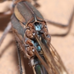 Austrolestes aridus at Evatt, ACT - 19 May 2020