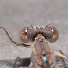 Austrolestes aridus at Evatt, ACT - 19 May 2020