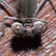 Austrolestes aridus at Evatt, ACT - 19 May 2020