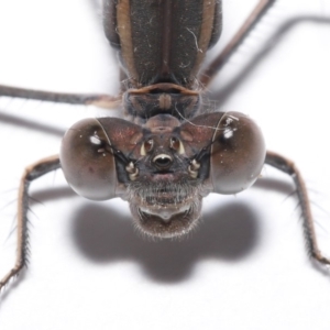 Austrolestes aridus at Evatt, ACT - 19 May 2020