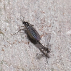 Bibionomorpha (infraorder) (Unidentified Gnat, Gall Midge or March Fly) at Acton, ACT - 24 May 2020 by TimL