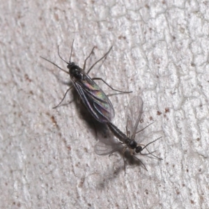 Bibionomorpha (infraorder) at Acton, ACT - 24 May 2020 11:51 AM