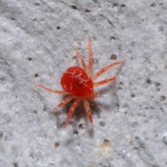 Acari (informal subclass) (Unidentified mite) at Acton, ACT - 24 May 2020 by TimL