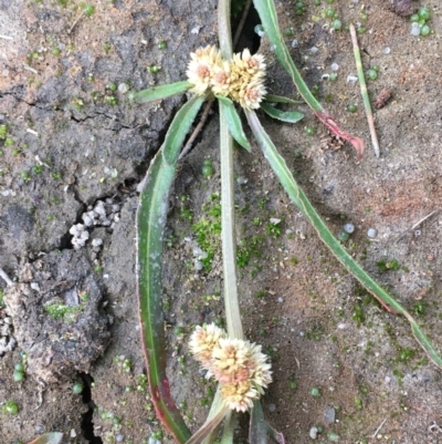 Alternanthera denticulata (Lesser Joyweed) at Coree, ACT - 26 May 2020 by JaneR