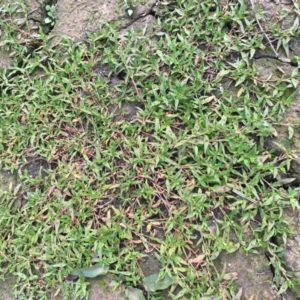 Persicaria prostrata at Coree, ACT - 26 May 2020