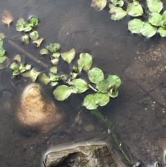 Ludwigia peploides subsp. montevidensis (Water Primrose) at Woodstock Nature Reserve - 26 May 2020 by JaneR