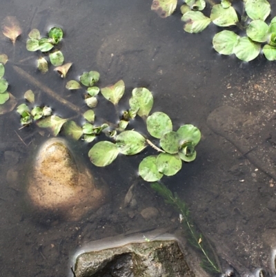Ludwigia peploides subsp. montevidensis (Water Primrose) at Coree, ACT - 26 May 2020 by JaneR