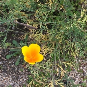 Eschscholzia californica at Coree, ACT - 26 May 2020