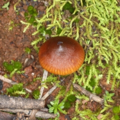 Unidentified Cap on a stem; gills below cap [mushrooms or mushroom-like] at Majura, ACT - 25 May 2020 by jbromilow50