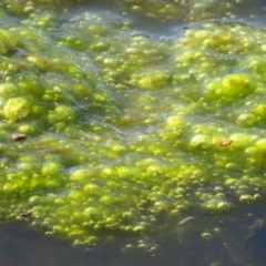 Freshwater algae at West Belconnen Pond - 25 May 2020 by Christine