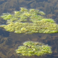 Freshwater algae at Dunlop, ACT - 25 May 2020 02:44 PM