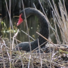 Cygnus atratus (Black Swan) at Kambah, ACT - 26 May 2020 by Christine