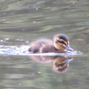 Anas superciliosa at Paddys River, ACT - 26 May 2020