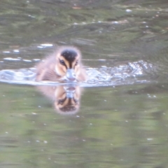 Anas superciliosa at Paddys River, ACT - 26 May 2020