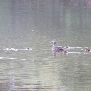 Anas superciliosa at Paddys River, ACT - 26 May 2020