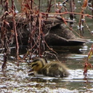 Anas superciliosa at Paddys River, ACT - 26 May 2020