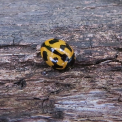 Coccinella transversalis (Transverse Ladybird) at Paddys River, ACT - 26 May 2020 by Christine