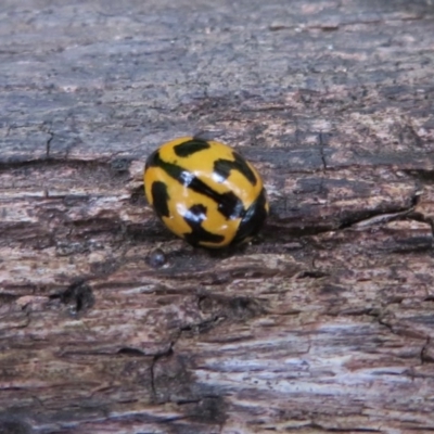 Coccinella transversalis (Transverse Ladybird) at Tidbinbilla Nature Reserve - 26 May 2020 by Christine