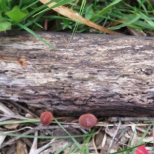 Hygrocybe sp. ‘red’ at Paddys River, ACT - 26 May 2020