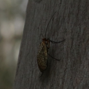 Chorista australis at Paddys River, ACT - 26 May 2020 11:37 AM