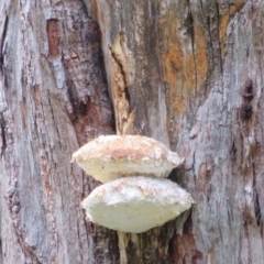 Laetiporus portentosus (White Punk) at Tidbinbilla Nature Reserve - 26 May 2020 by Christine