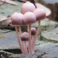 Mycena 'clarkeana group' at Paddys River, ACT - 26 May 2020 by Christine