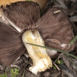 Agaricus sp. at Forde, ACT - 26 May 2020