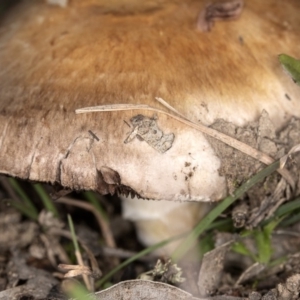 Agaricus sp. at Forde, ACT - 26 May 2020