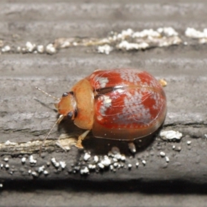 Paropsisterna laesa species complex at Hackett, ACT - 24 May 2020