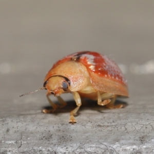 Paropsisterna laesa species complex at Hackett, ACT - 24 May 2020