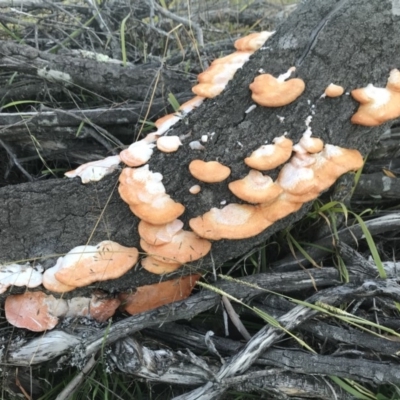 Unverified Fungus at Penrose - 17 May 2020 by Emma.D