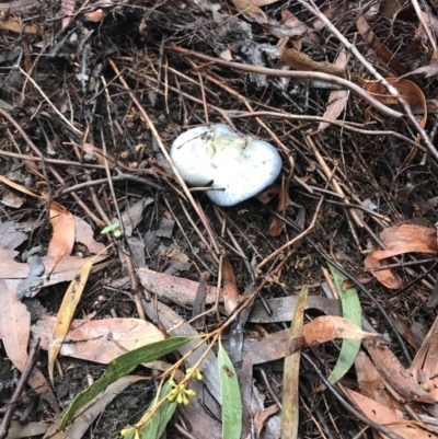 Unverified Fungus at Penrose - 27 May 2020 by Emma.D