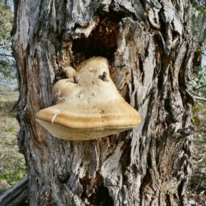 Laetiporus portentosus at Theodore, ACT - 27 May 2020